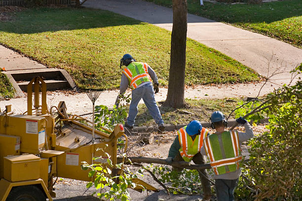 Best Dead Tree Removal  in Johns Creek, GA